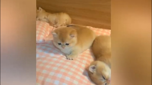 风格速写 — 治愈Vlog·高能版 缩略图