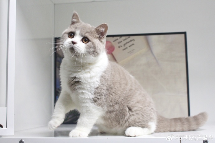 剪辑练习 — 宠物日记·第1集 缩略图