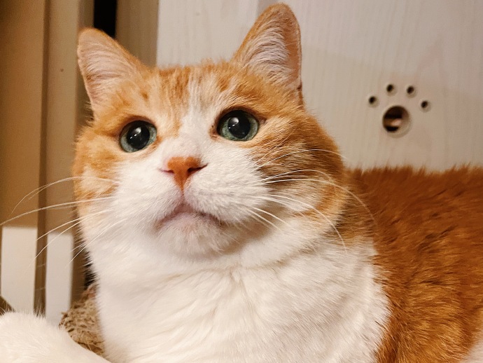 橙子记录号 作品封面